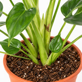 Monstera Deliciosa, Nahaufnahme Wuchs und Triebansatz