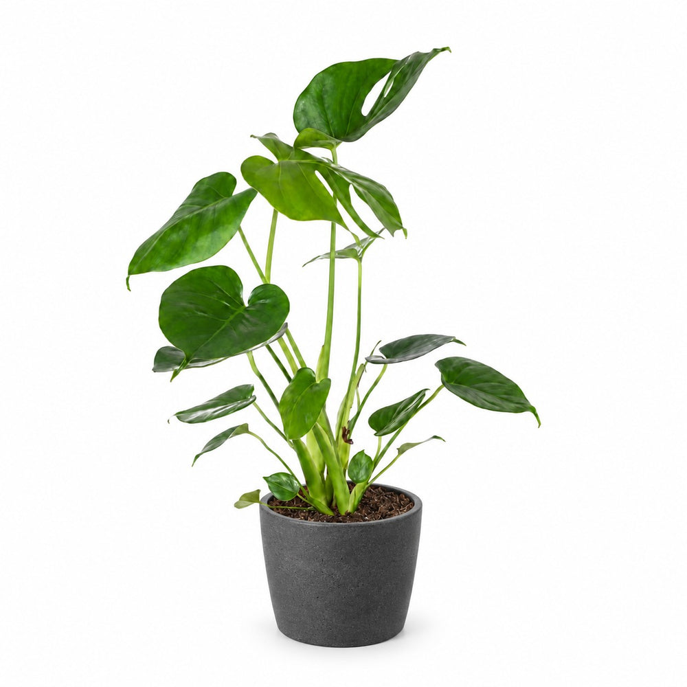 Monstera Deliciosa (45cm, Ø14cm), Stylingbeispiel im Übertopf (Übertopf nicht enthalten)