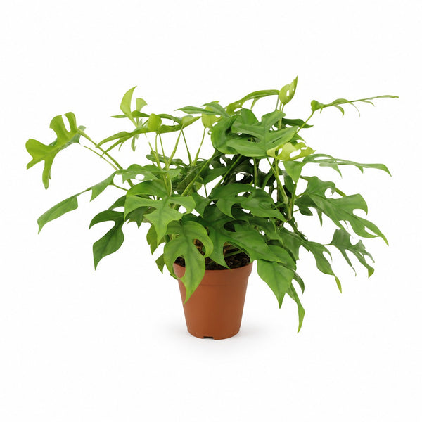 Monstera Minima (25cm, Ø15cm) im Kulturtopf