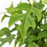 Monstera Minima (25cm, Ø15cm), Nahaufnahme Blatt