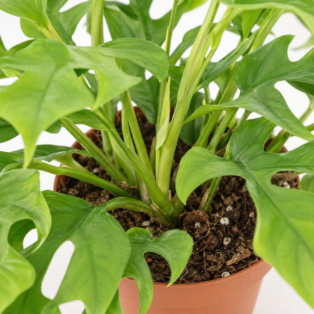 Monstera Minima (25cm, Ø15cm), Nahaufnahme Wuchs und Triebansatz