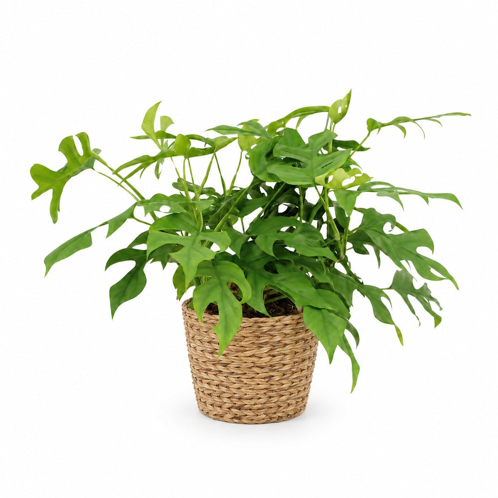 Monstera Minima (25cm, Ø15cm), Stylingbeispiel im Übertopf (Übertopf nicht enthalten)