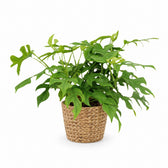Monstera Minima (25cm, Ø15cm), Stylingbeispiel im Übertopf (Übertopf nicht enthalten)