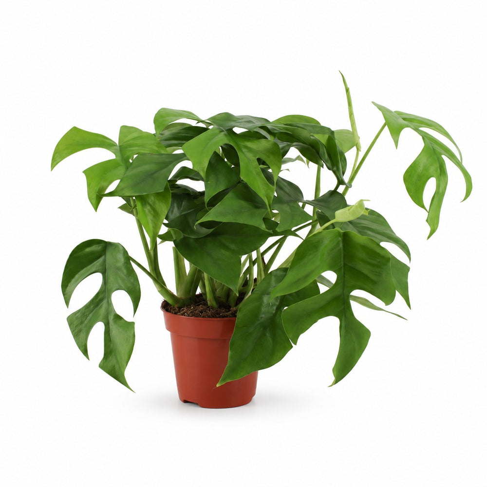 Monstera Minima (30cm, Ø12cm) im Kulturtopf