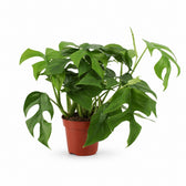 Monstera Minima (30cm, Ø12cm) im Kulturtopf