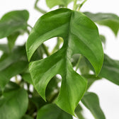 Monstera Minima (30cm, Ø12cm), Nahaufnahme Blatt