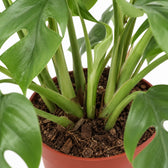 Monstera Minima (30cm, Ø12cm), Nahaufnahme Wuchs und Triebansatz