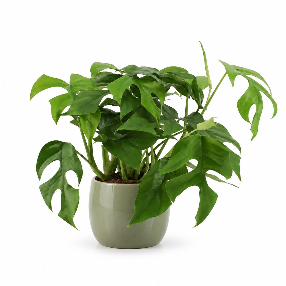 Monstera Minima (30cm, Ø12cm), Stylingbeispiel im Übertopf (Übertopf nicht enthalten)
