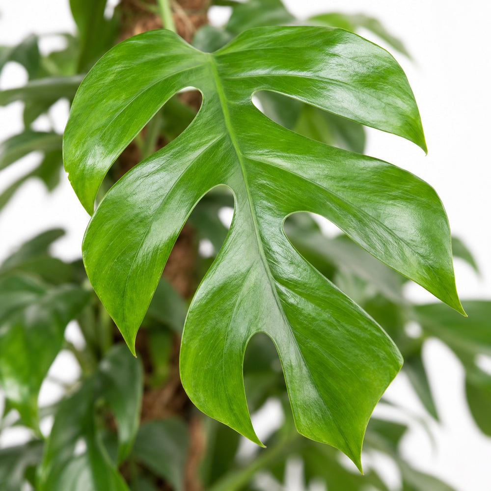 Monstera Minima (80cm, Ø19cm), Nahaufnahme Blatt