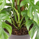 Monstera Minima (80cm, Ø19cm), Nahaufnahme Wuchs und Triebansatz