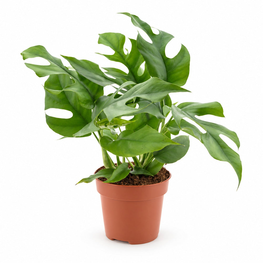 Monstera Minima im Kulturtopf