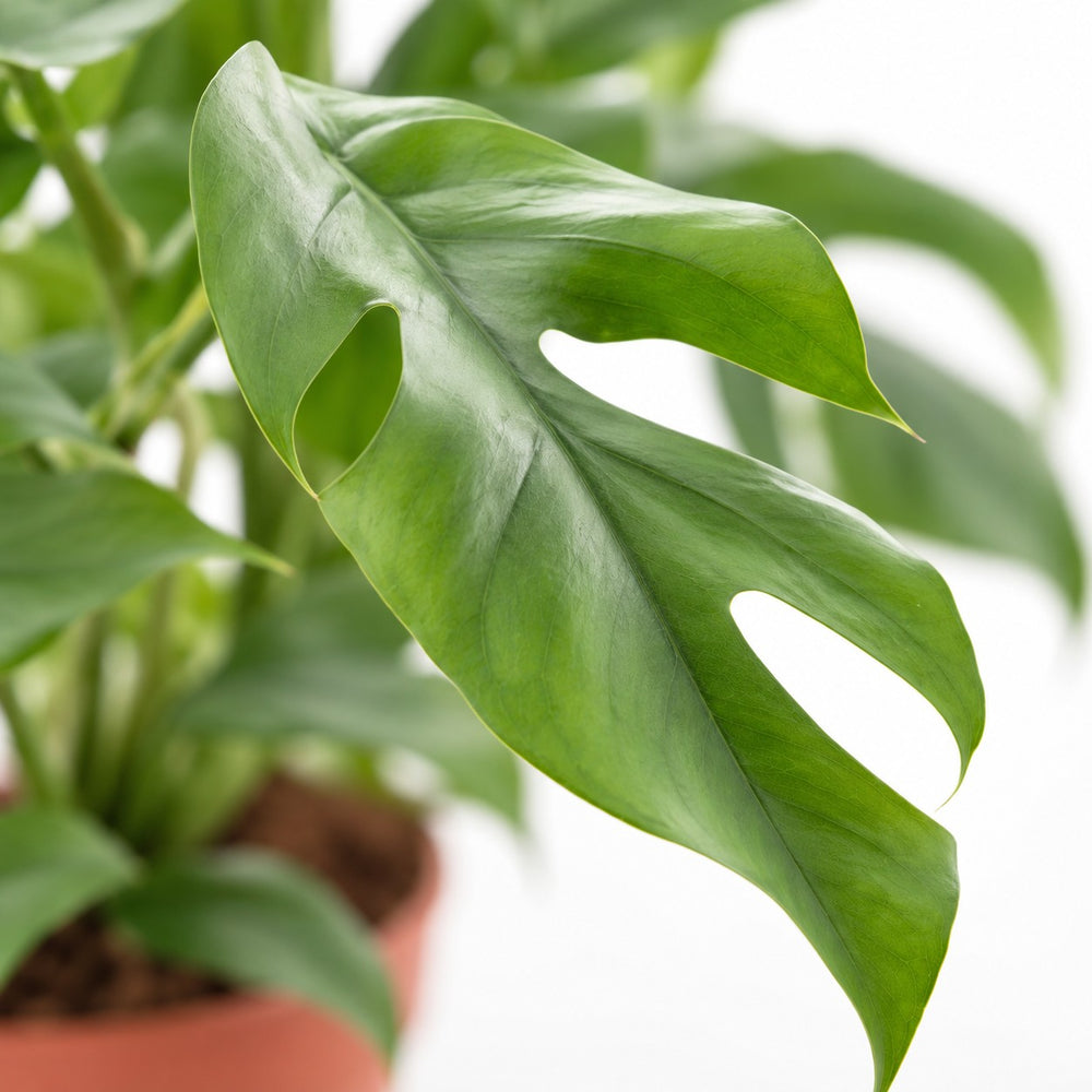 Monstera Minima, Nahaufnahme Blatt