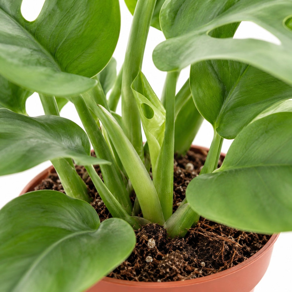Monstera Minima, Nahaufnahme Wuchs und Triebansatz