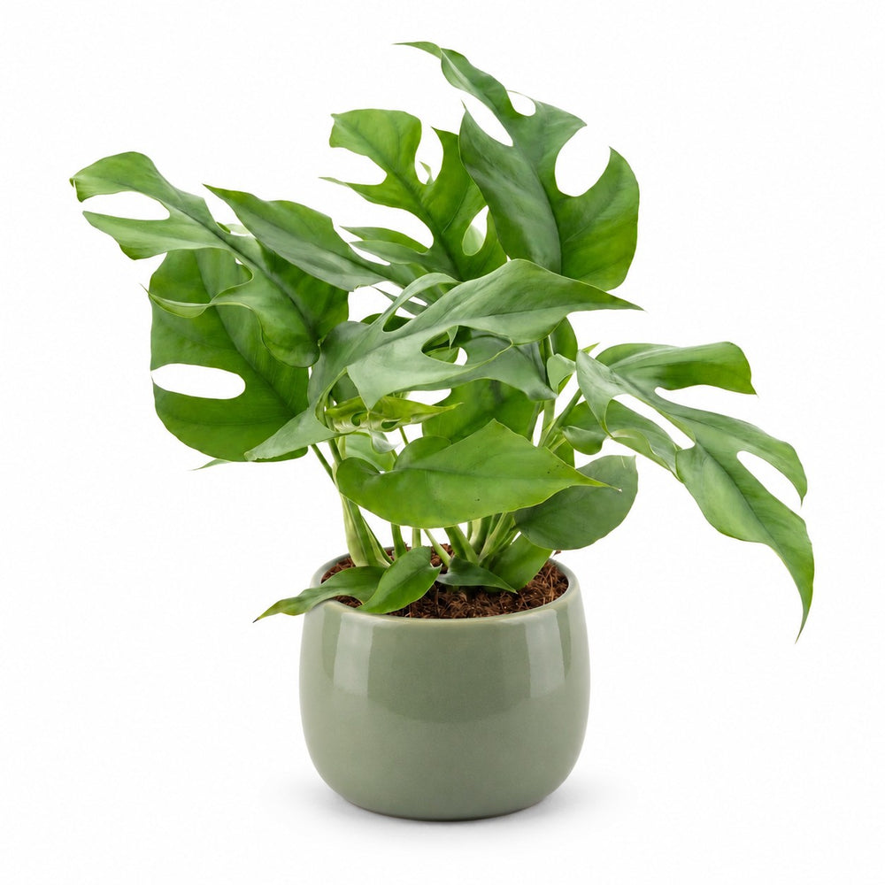 Monstera Minima (25cm, Ø12cm), Stylingbeispiel im Übertopf (Übertopf nicht enthalten)