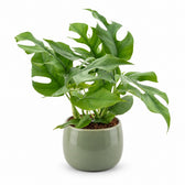 Monstera Minima (25cm, Ø12cm), Stylingbeispiel im Übertopf (Übertopf nicht enthalten)