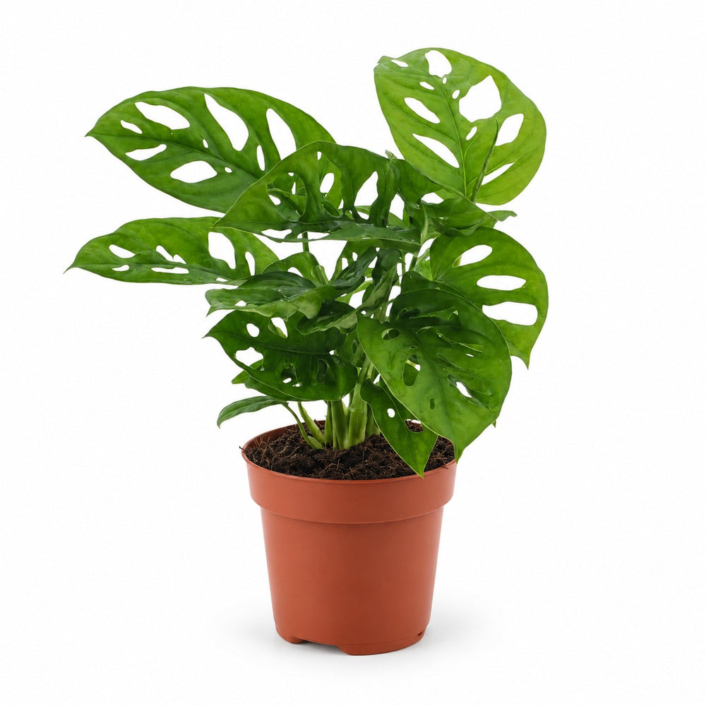 Monstera Monkey Leaf (30cm, Ø12cm) im Kulturtopf