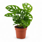 Monstera Monkey Leaf (30cm, Ø12cm) im Kulturtopf