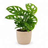 Monstera Monkey Leaf (30cm, Ø12cm), Stylingbeispiel im Übertopf (Übertopf nicht enthalten)