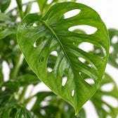 Monstera Monkey Leaf, Nahaufnahme Blatt