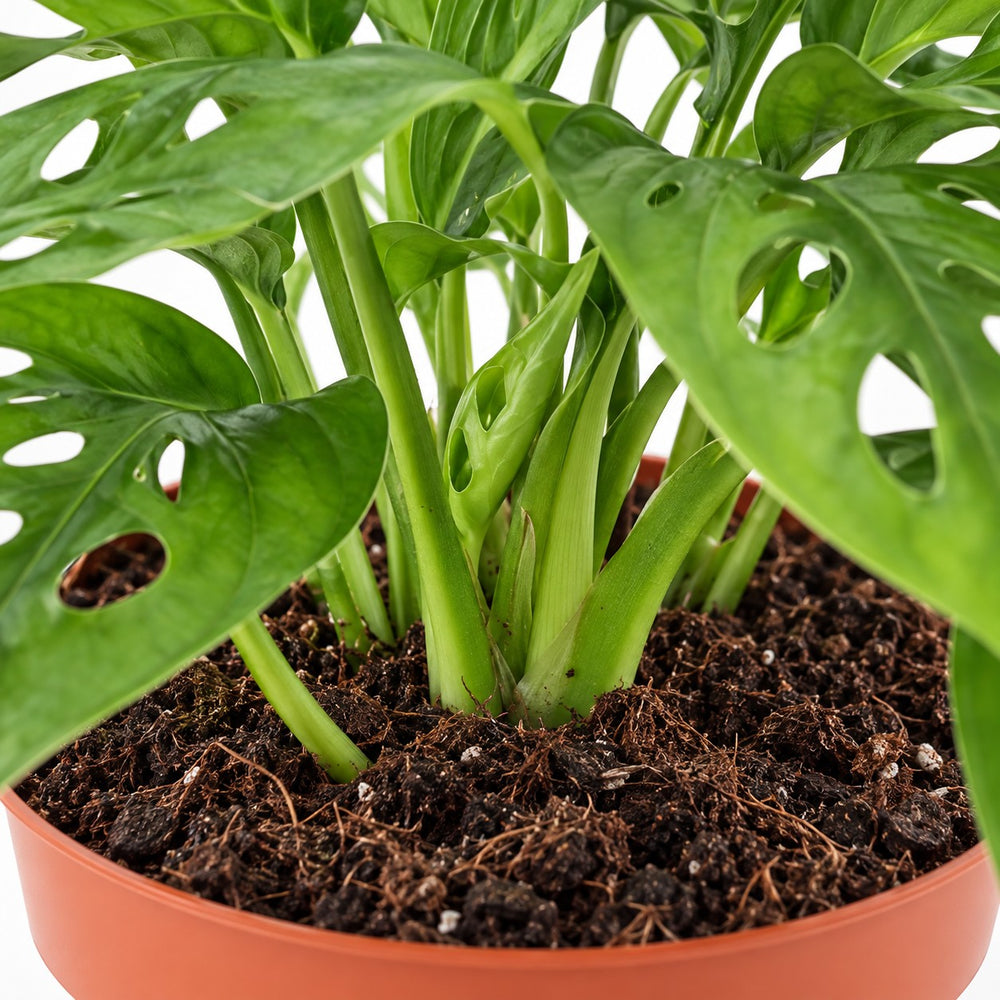 Monstera Monkey Leaf, Nahaufnahme Wuchs und Triebansatz