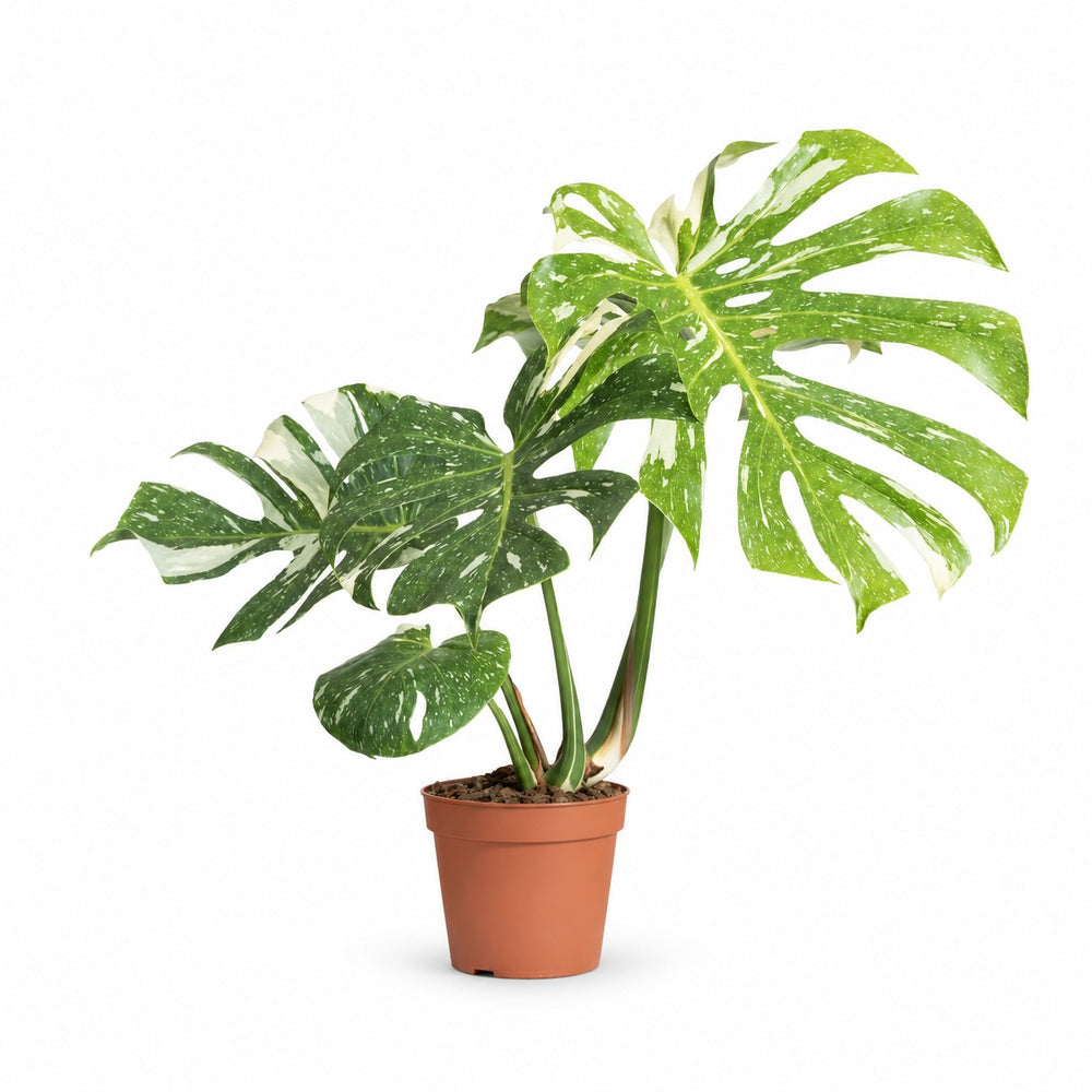 Monstera Thai Constellation (50cm, Ø15cm) im Kulturtopf