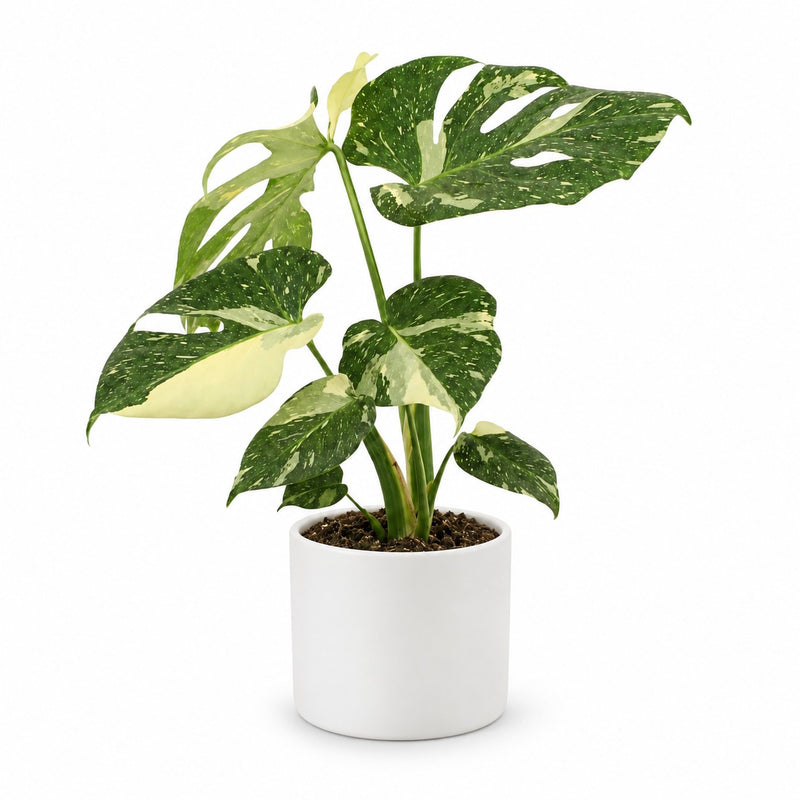 Monstera Thai Constellation Detail