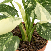 Monstera Thai Constellation, Nahaufnahme Wuchs und Triebansatz