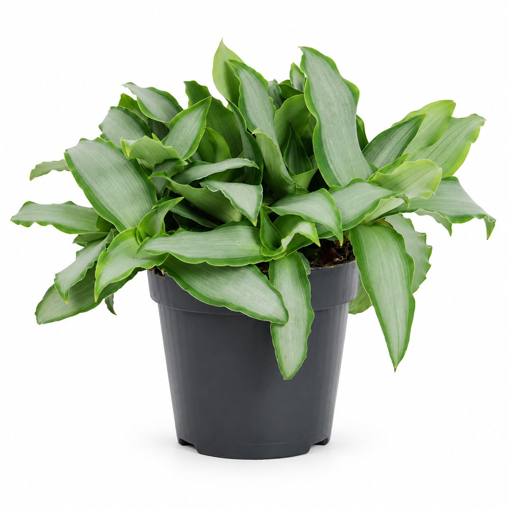 Murdannia Bright Star - 20cm im Kulturtopf