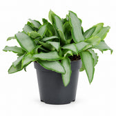 Murdannia Bright Star - 20cm im Kulturtopf