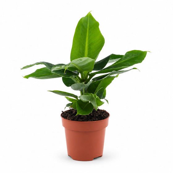 Musa Oriental Dwarf