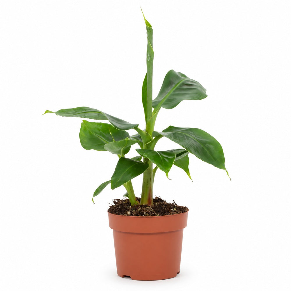 Musa Tropicana Bananenpflanze - 27cm im Kulturtopf