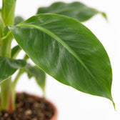 Musa Tropicana Bananenpflanze, Nahaufnahme Blatt