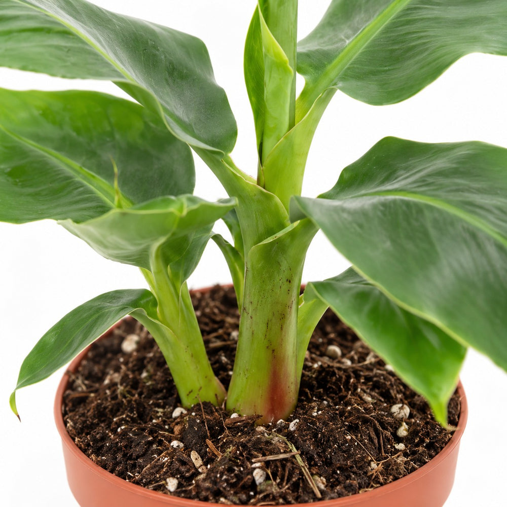 Musa Tropicana Bananenpflanze, Nahaufnahme Wuchs und Triebansatz