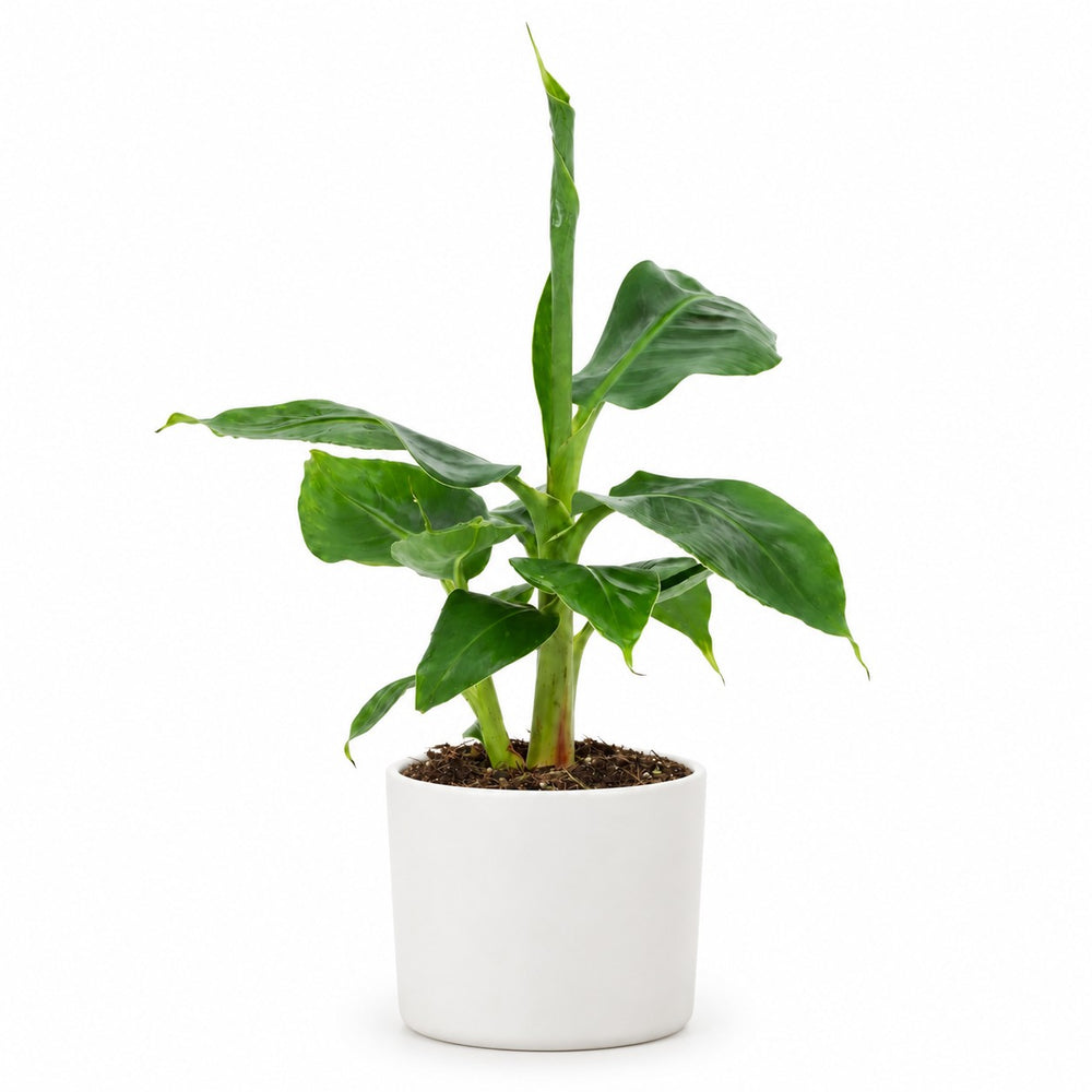 Musa Tropicana Bananenpflanze - 27cm, Stylingbeispiel im Übertopf (Übertopf nicht enthalten)
