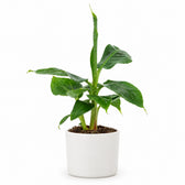Musa Tropicana Bananenpflanze - 27cm, Stylingbeispiel im Übertopf (Übertopf nicht enthalten)