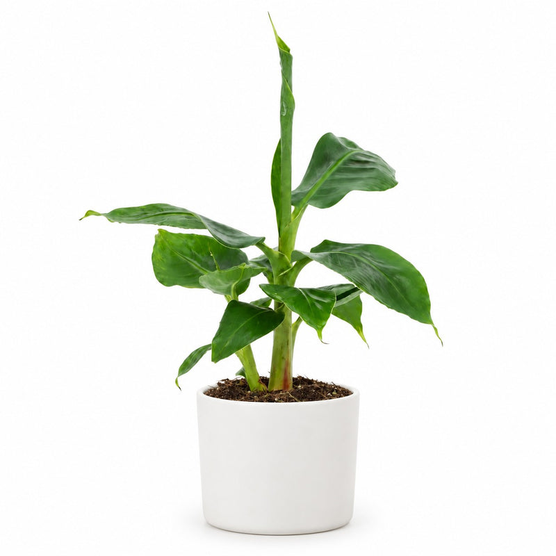 Musa Tropicana Bananenpflanze - 27cm Detail
