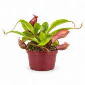 Nepenthes Alata (17cm, Ø12cm) im Kulturtopf