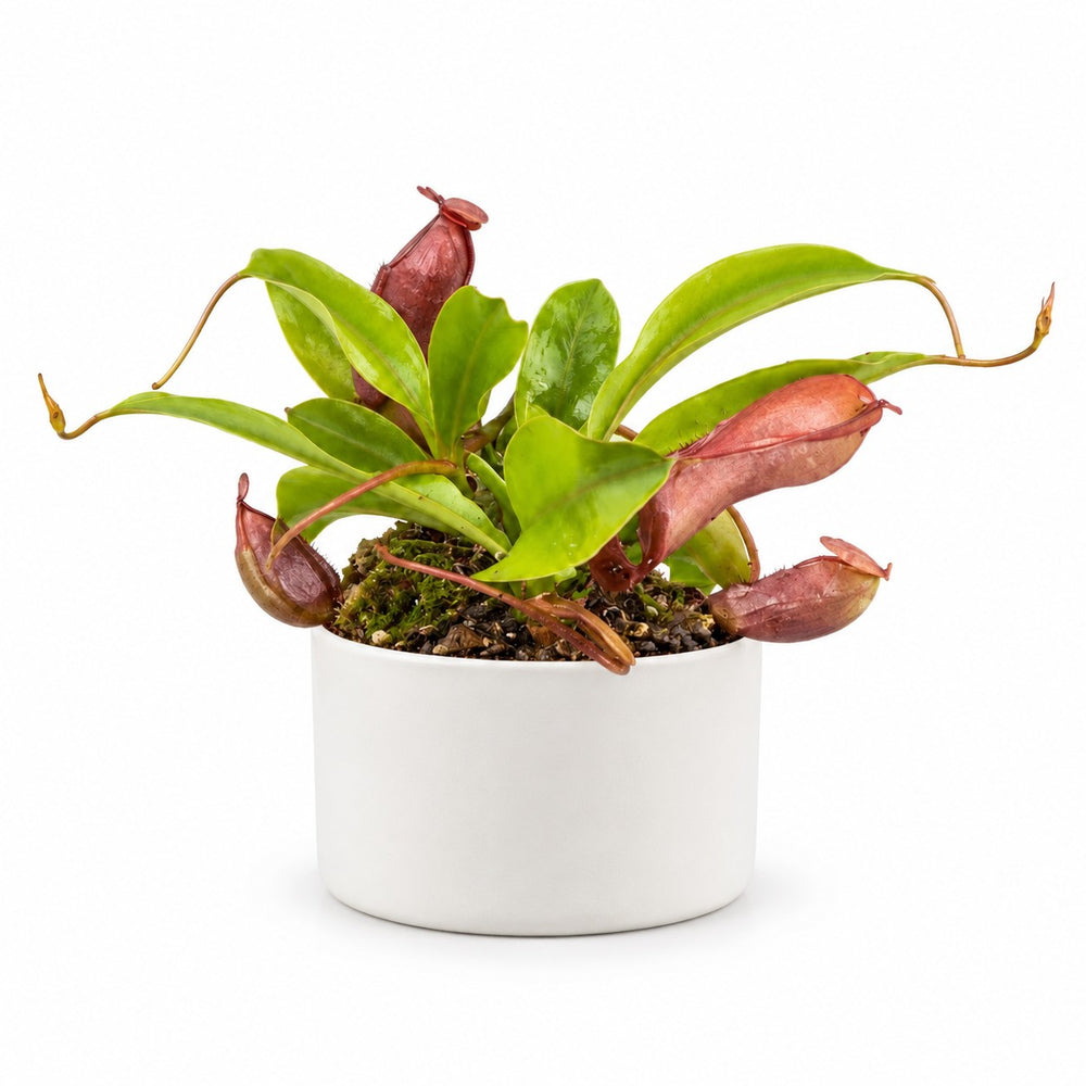 Nepenthes Alata (17cm, Ø12cm), Stylingbeispiel im Übertopf (Übertopf nicht enthalten)
