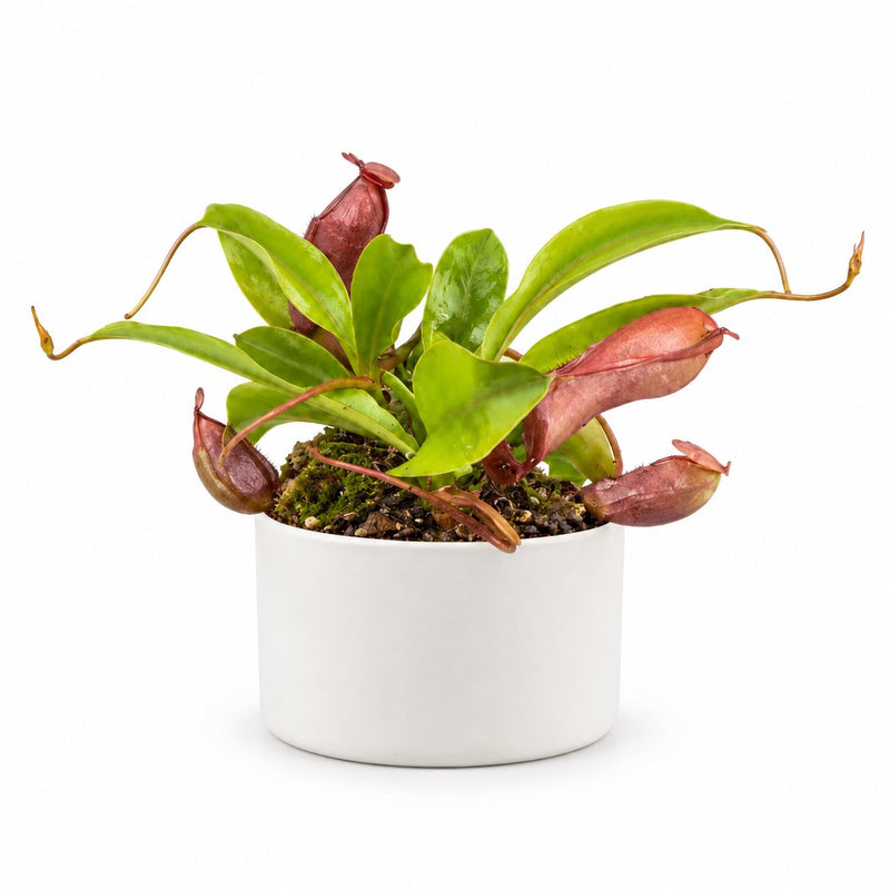 Nepenthes Alata Detail