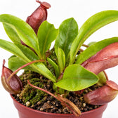 Nepenthes Alata, Nahaufnahme Wuchs und Triebansatz