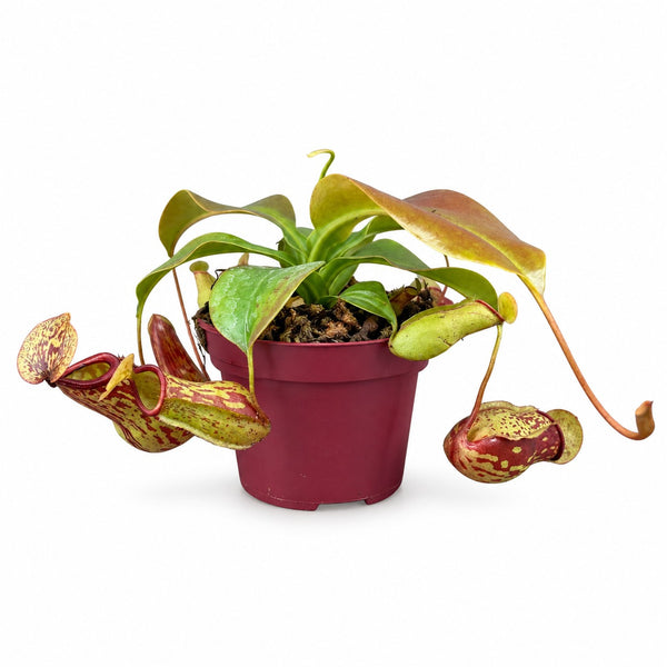 Nepenthes Gaya (17cm, Ø12cm) im Kulturtopf