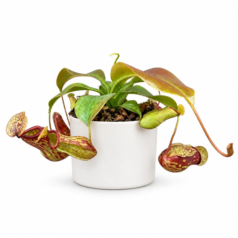 Nepenthes Gaya (17cm, Ø12cm), Stylingbeispiel im Übertopf (Übertopf nicht enthalten)