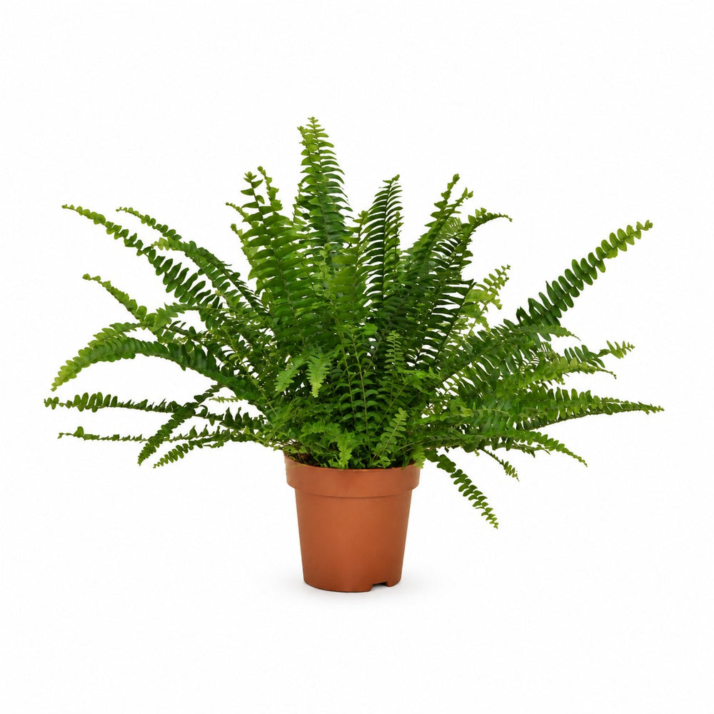 Nephrolepis Green Lady - 30cm im Kulturtopf
