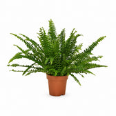 Nephrolepis Green Lady - 30cm im Kulturtopf