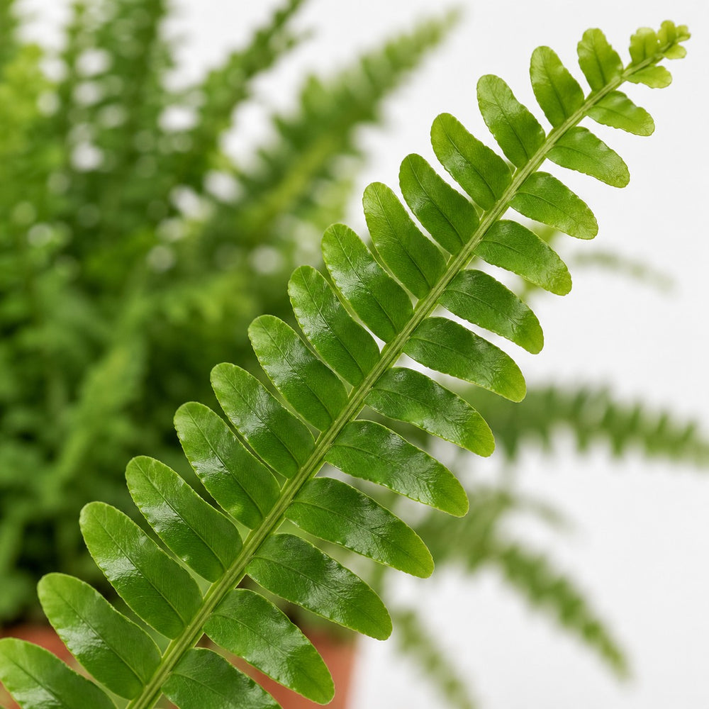Nephrolepis Green Lady, Nahaufnahme Blatt