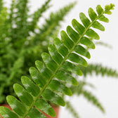 Nephrolepis Green Lady, Nahaufnahme Blatt