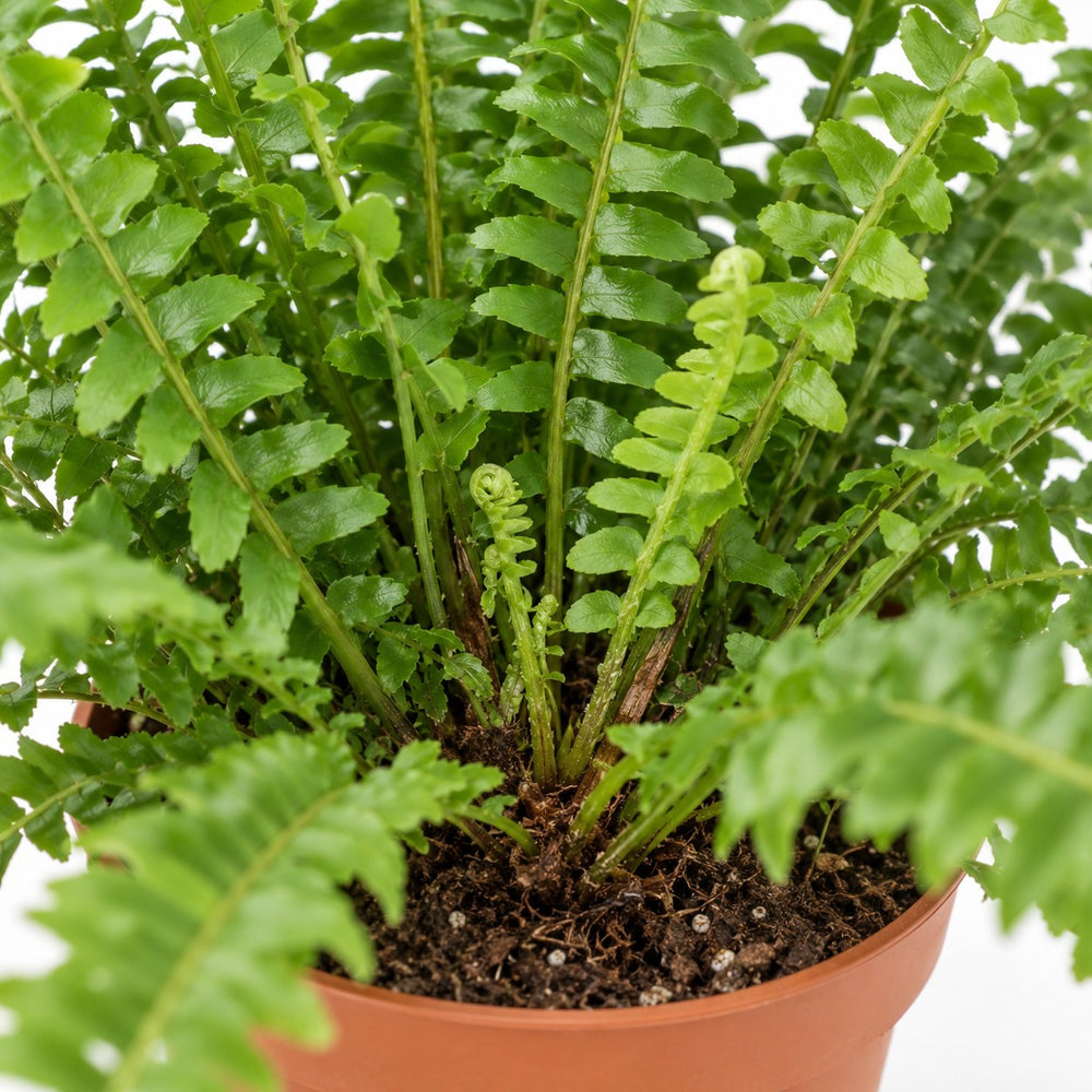 Nephrolepis Green Lady, Nahaufnahme Wuchs und Triebansatz