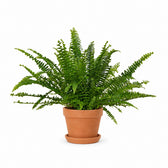 Nephrolepis Green Lady - 30cm, Stylingbeispiel im Übertopf (Übertopf nicht enthalten)