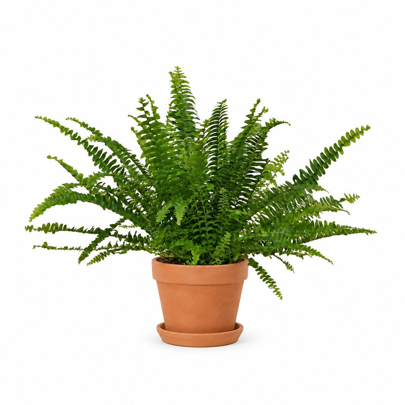 Nephrolepis Green Lady - 30cm Detail