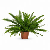 Schwertfarn 'Green Lady' (Nephrolepis) (40cm, Ø17cm) im Kulturtopf